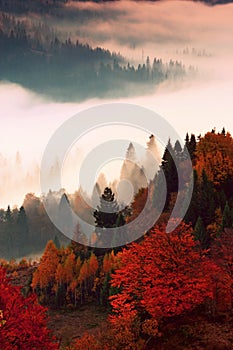 Vertical autumn scenery, amazing sunrise scenery, awesome morning sunshine landscape, beautiful nature background in the mounta