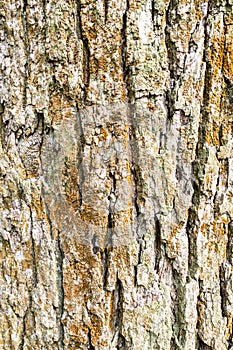 vertical background - bark of old oak tree