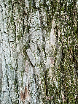 vertical background - bark of old poplar tree