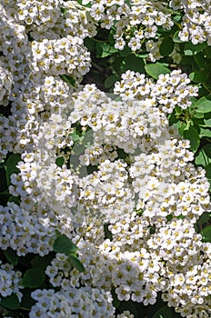 Vertical background with blossom of Spirea nipponica Snowmound in springtime photo