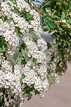 Vertical background with blossom of Spirea nipponica Snowmound in springtime photo