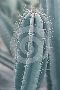 Vertical background with Carnegiea gigantea cactus