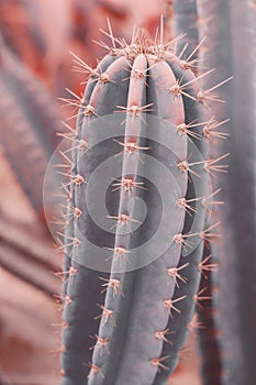 Vertical background with Carnegiea gigantea cactus. Toned image