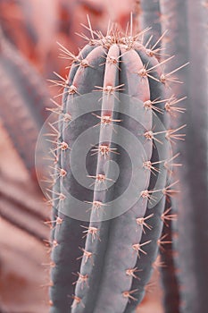 Vertical background with Carnegiea gigantea cactus photo