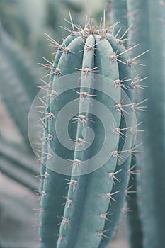 Vertical background with Carnegiea gigantea plant