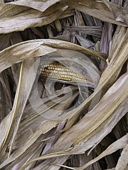 Dry corn stalks with a cob