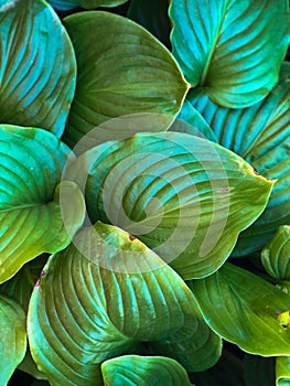 Vertical background of green leaves of the Host plant