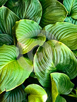 Vertical background of green leaves of the Host plant