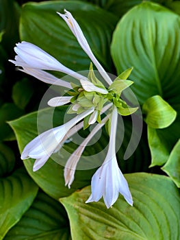 Vertical background of green leaves and white flowers plant