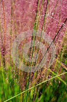 Vertical Background Ornamental Grass Spikes