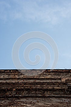 Vertical background from the roof of the building covered with dry ivy