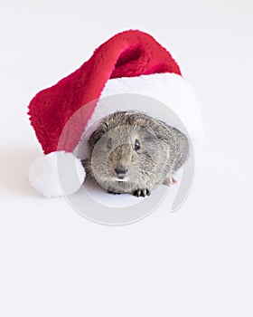Vertical background of Santa hat with guinea pig on white