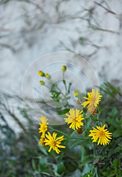 vertical background with yellow flowers