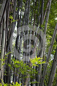 Vertical bamboo trees