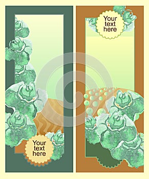 Vertical Banner. Cabbage and cabbage fields. Farm before and after harvesting.