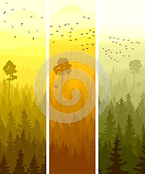 Vertical banners of hills coniferous wood.