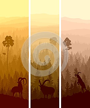 Vertical banners of hills coniferous wood.