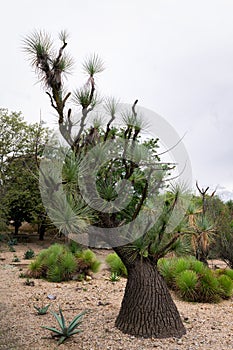 Vertical of beaucarnea gracilis tree in the Ethnobotanical Garden of Oaxaca, Mexico. photo