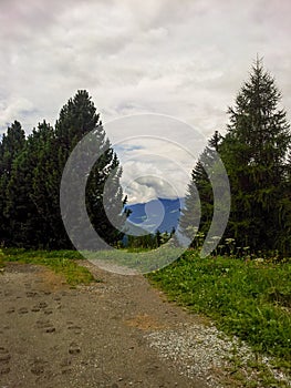 Vertical beautiful shot of fir trees Luson, South Tyrol