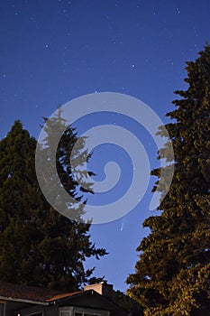 Vertical of a beautiful starry sky over the fir trees and a house.