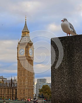 Vertical of Big Ben with a gull standing on the wall purple and cloudy sky blurred background