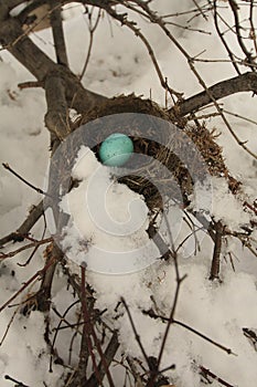 Vertical birds nest with blue egg in the snow