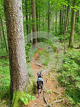VERTICAL: Black puppy wanders around picturesque Slovenian woods in Logar Valley
