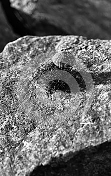 Vertical black and white sea urchin on stone shell composition b