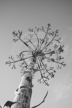 Vertical black and white shot of Agave salmiana floral stem in silhouette