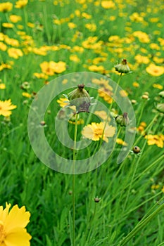 Vertical of a blooming Lance-leaved coreopsis