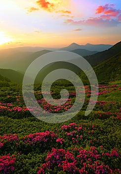 Vertical blooming nature summer image, attractive mountains sunrise view on meadow in mountains ped pink flowers on background gre