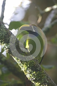 Vertical of a Blue-throated Toucanet, Aulacorhynchus caeruleogularis, perched in forest