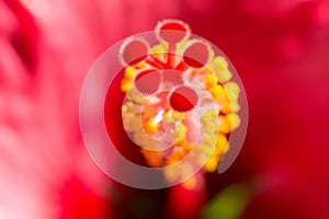 Vertical blurred floral background with Hibiskus red flower photo