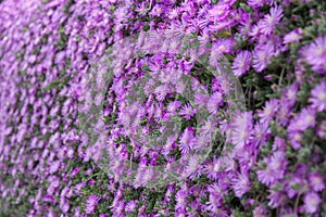 Vertical blurred purple flowers texture