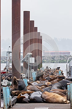 vertical boat dock covered in sealion colony