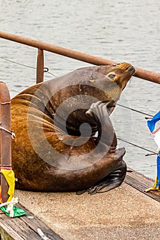 vertical body shot of large sealion with pacific ocean behind it