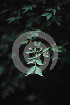 Vertical of a botanical background of common prickly ash plant leaves