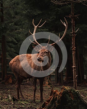 Vertical of a brown doe standing in a green forest in Czech Republic on a foggy day