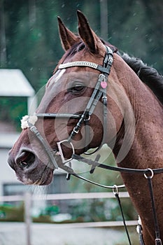 Vertical of a brown horse with a headstall calmly looking aside