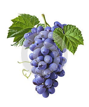 Vertical bunch of blue grapes isolated on white background