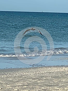 Vertical of a California brown Pelican flying over a scenic seascape with foamy waves