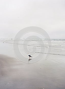 Vertical calm seascape with a seagull on the beach