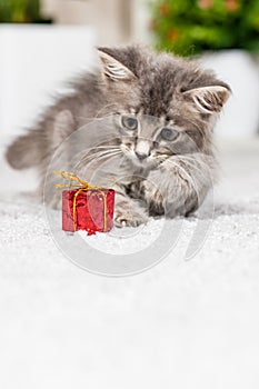Vertical card with a cat. A fluffy gray kitten plays with a gift box. Toys and goods for animals, pet shop.