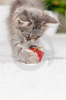 Vertical card with a cat. A fluffy gray kitten plays with a gift box. Toys and goods for animals, pet shop.