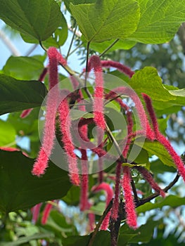 Vertical of Chenille, Acalypha hispida flowering plant