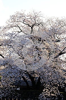 Vertical Cherry blossoms sakura tree branches on white isolated sky background, sakura flower turn full blooming against white sky