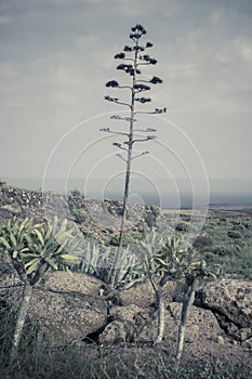 Vertical and cinematic view on Lanzarote natural landscape with Agave stem
