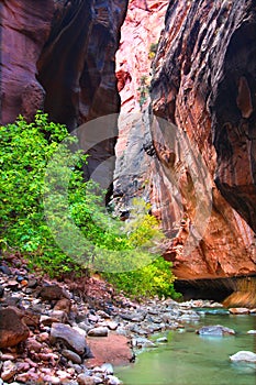 Vertical Cliffs of the Zion Narrows photo