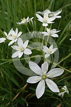 Vertical close-up on the bright white flowers of the garden star-of-Bethlehem grass-lily, Ornithogalum umbellatum