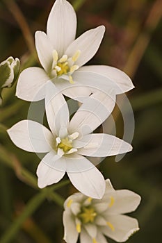 Vertical close-up on the bright white flowers of the garden star-of-Bethlehem grass-lily, Ornithogalum umbellatum